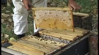 Simple Bee Keeping for Africa - Part 5 - Examine a top-bar hive