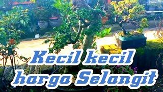 Bonsai kelas sultan !! Biar kecil tapi hargannya mahal