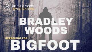 Searching for evidence of a British Bigfoot in Bradley Woods, NE Lincolnshire