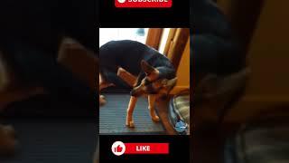 Dog Chases Tail #shorts #dog #dogs