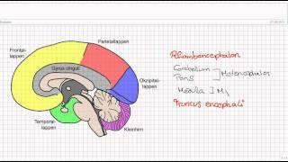 Einführung in die Neuroanatomie Teil 1 - Aufbau des Gehirns