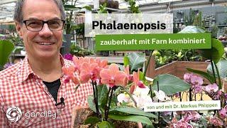 Phalaenopsis - Great combination with fern: location, care tips and fertilizer!