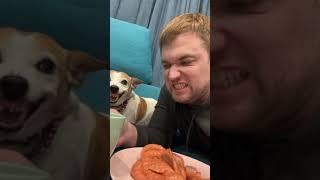 ZARSUS Funny Videos Hilarious Dog Angry Video