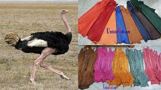 Body ostrich skin, ostrich leather, leg ostrich skin