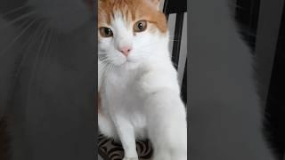 СЕМЁН СКУЧАЛ  #котофейка #funny #коткомпот  #cat  #кот #котики