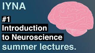 Introduction to Neuroscience | IYNA Summer Lectures #1