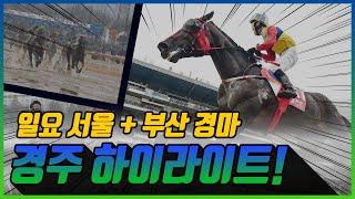 [일요 경마] 2024년 10월 27일 일요경마 하이라이트