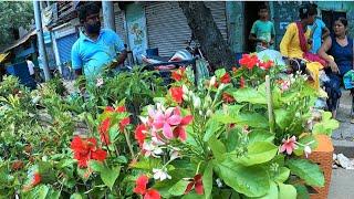 Price of CACTUS SUCCULENT HIBISCUS JHUMKOLOTA at GALIFF STREET PLANT MARKET | Best Flowers Forever