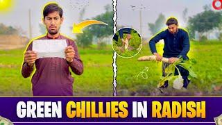 Green Chillies🫑- Inside The Radish- Mooli Mein Mirchi 