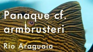 Panaque cf. armbrusteri - Rio Araguaia