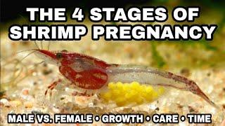 Examples of the 4 Stages of Shrimp Pregnancy & Growth: (HD 2022 Version) Cherry Shrimp Life Cycle.