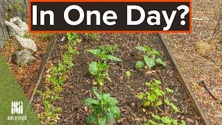 How to Build a Raised Garden Bed (In One Day) | Backyardscape