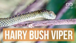 Hairy or Rough scaled Bush Viper (Atheris hispida) | Herping Uganda