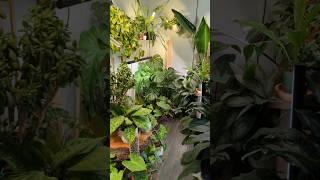 A day in the life of a crazy plant person....