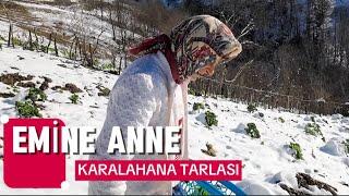 Emine anne tarlasından karalahana topluyor