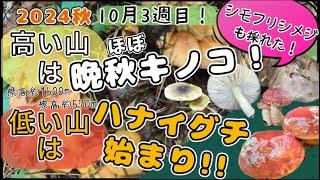 【キノコ採り 2024⑧】シモフリシメジも採れた！高い山はほぼ晩秋キノコ！低い山はハナイグチ始まり！10月３週目！