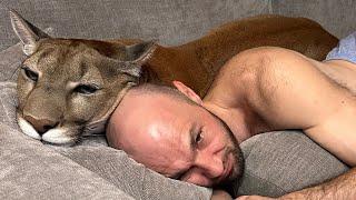 Sleeping with a puma! Where does puma Messi actually sleep at night? Surveillance camera exclusive!