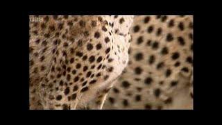 Solitary Females | Big Cat Family Histories | BBC Earth