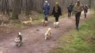 Corgi club Walk with +/- 40 pembroke corgis!