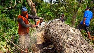 Cut down for blocking sunlight - Husqvarna 395 Chainsaw