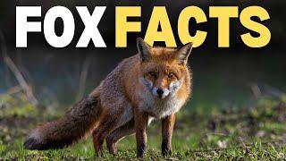 20 Fox Facts That Break All The Rules