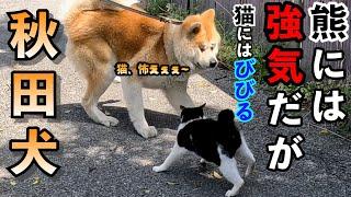 熊には強いが、猫にはびびる、秋田犬 ※おまけで熊動画も付いてます。