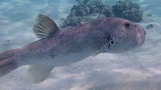 Starry Pufferfish