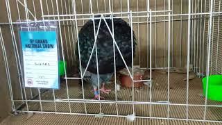 UPC PIGEON SHOW 2023 |  GADITANO POUTER PIGEONS | TRISSUR