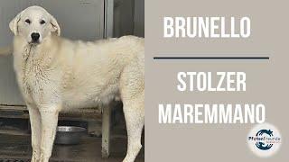 Brunello - stolzer Maremmano