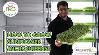 How to grow Sunflower Microgreens