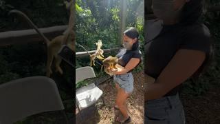 Feeding Monkeys! 