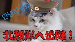 Cat in NorthKorea 猫が北朝鮮にいます