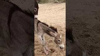 tow donkeys happy life #animals #donkey #shortsyoutube #viralvideos #pets