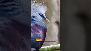 А знали ли вы, что самый дорогой голубь… #shorts
