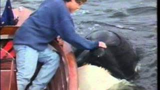 Free Willy 2 : The Adventure Home - VHS Commercial - 1995