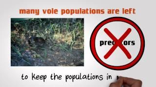 Vole Control and Extermination