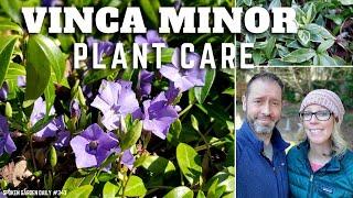  Vinca Minor Plant | Growing Vinca Minor - SGD 343 