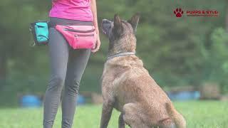 Belgian Malinois: The Ultimate Working Dog