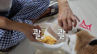 엄마가 2박3일 집을 비웠다! 안 친한 아빠와 단둘이 남겨진 고양이