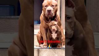 Swimmer Pittbull rumble Red American Bully xxl  #pitbull #americanbully