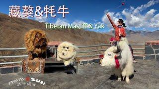 西藏的藏獒和牦牛 // Tibetan Mastiff & Yak