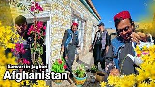 Mr. Sarvari's farming in Jaghori Afghanistan 