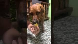 Watch how the Dog Ilva enjoys durian! #durianlovers