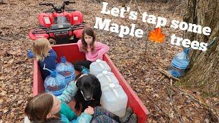 Wisconsin bucket list item, tapping maple trees for syrup!