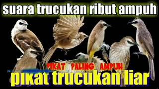 suara burung trucukan ribut jernih ampuh pikat semua burung trucukan liar durasi panjang 1 jam