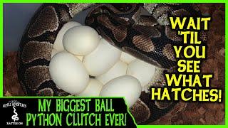 MY BIGGEST BALL PYTHON CLUTCH EVER! Wait until you see what hatches!
