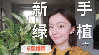 [EP01]六款新手室内绿植推荐 | 6 HOUSE PLANTS FOR BEGINNERS