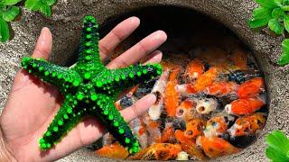 Catch Most Beautiful Starfish in Tiny Pond, Gold Fish, Shrimp, Turtle, Betta Fish, Fancy Guppies