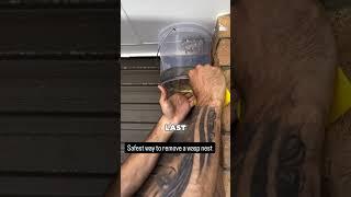 The Safest Way to Remove a Wasp Nest