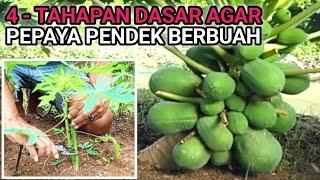 4 TAHAPAN DASAR CARA AGAR PEPAYA PENDEK BERBUAH LEBAT